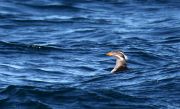 Rhinocerous Auklet